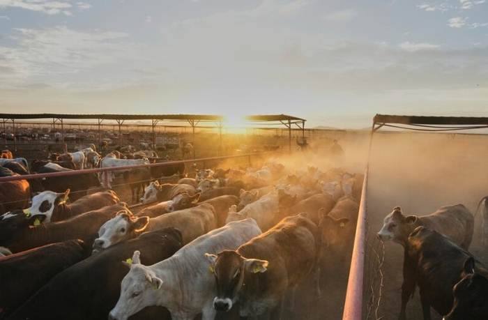 Hato Brahman · Finca El Cinaruco · Apure