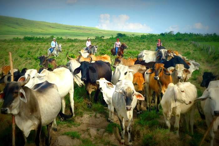 Arreo del hato · Llaneros a caballo · Apure